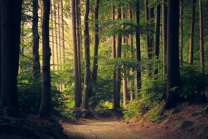 A photo of a winding path through a dimly lit forest