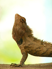 lizard image