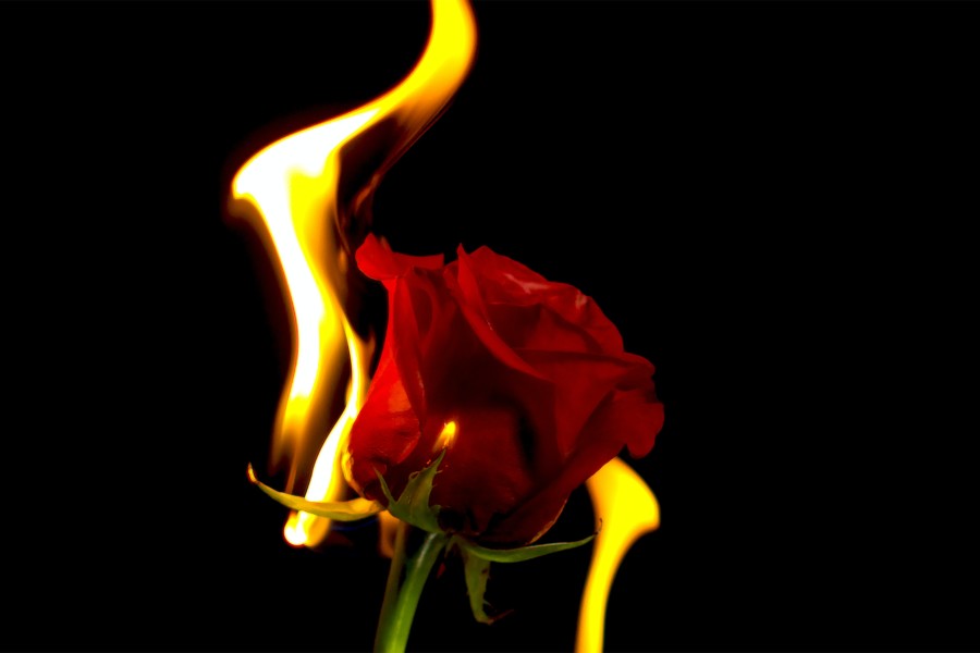 A red rose on fire with orange flames burning upwards from the petals, on a dark black background.