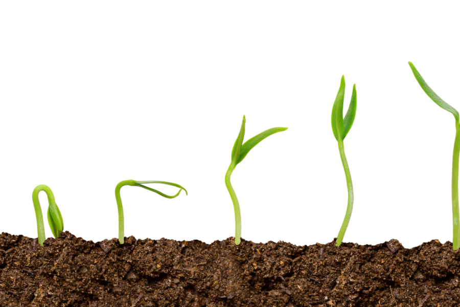 A photo of some seedlings germinating in soil, with each one at a slightly more advanced stage of growth as you pan from left to right.