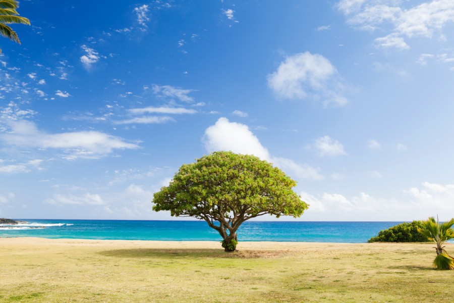 A lonely tree stands tall on the edge of a sunny coastline with perfectly symmetrical branches and central focus creating the feeling of stability and reslience.