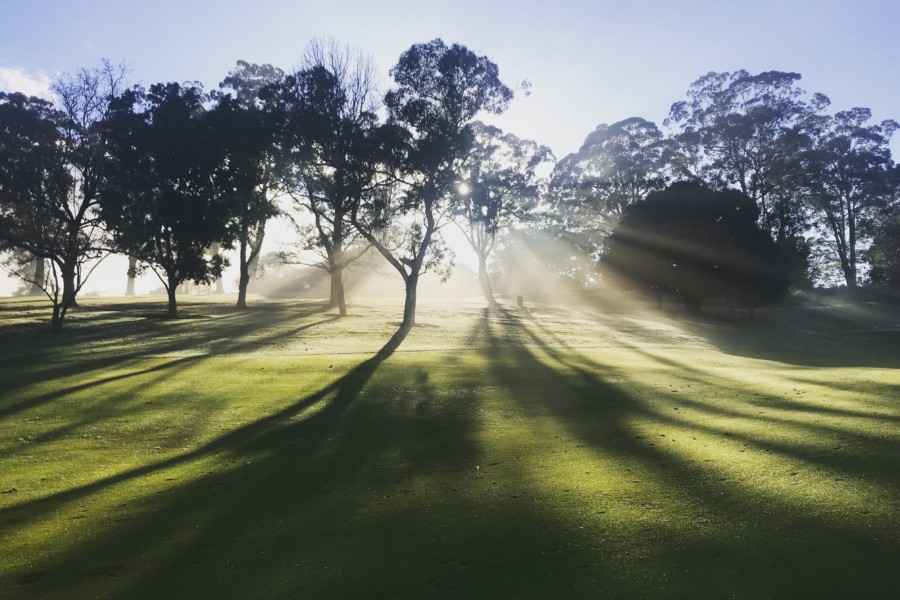 A silhouette of a treeline appears on a golf course style grass verge projecting mysterious shadows as the bright morning sunlight rays filters through the gaps.