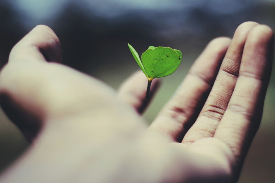 A person's hand opening up to reveal a small young seedling sprouting as if from their hand.