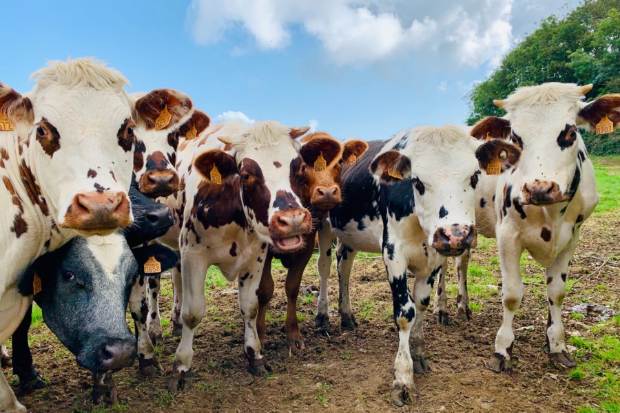 A row of brown and white speckled dairy cows facing the camera in a line in a grassy muddy field