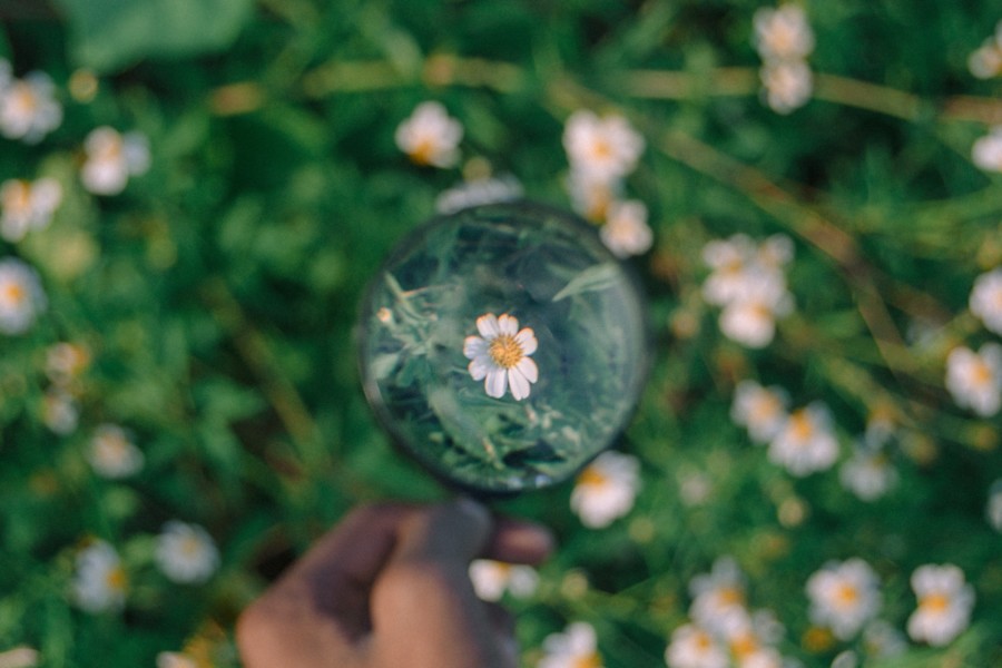 A lush green meadow of wildflowers and daisies is blurred in the background with a hand holding a magnifying glass up to focus on one flower