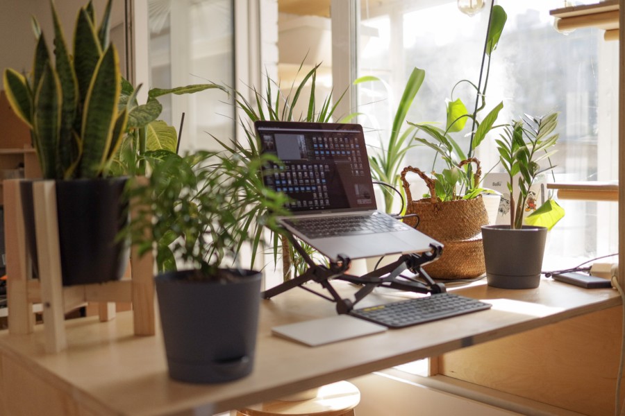 A laptop is sat in a raised stand above a desk to raise it to standing height surrounded by a variety of potted houseplants by an open window with light streaming in.