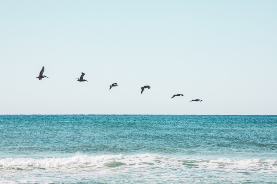 A view of the ocean horizon from a beach where a line of birds fly across horizontally. An illusion is created where it seems as if it is multiple video frames of one bird spliced together in different positions of flight.
