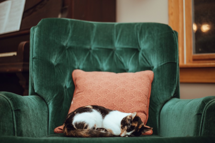 A white and brown cat naps curled up on a green velvet arm chair with light coral red cushion.