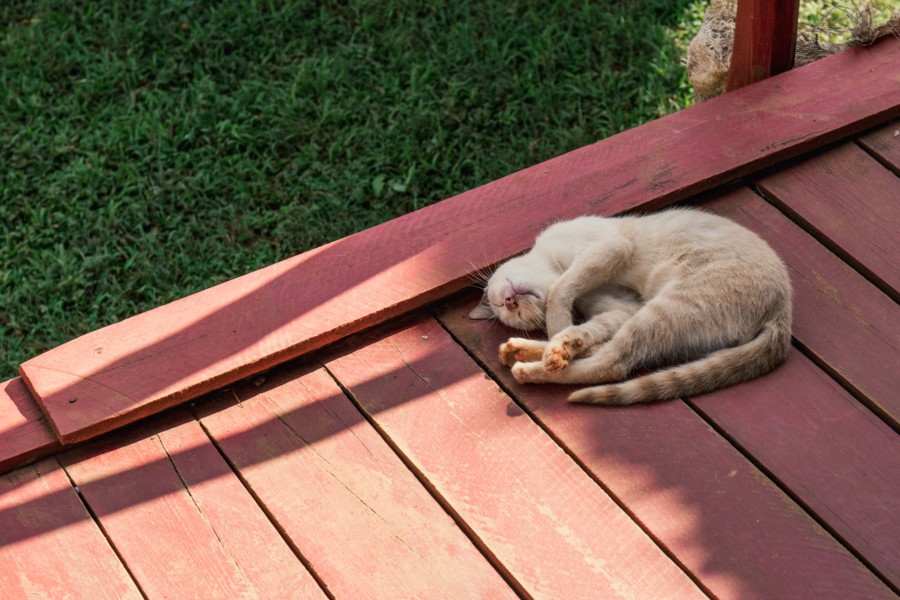 A blonde cat naps curled up on a red wooden veranda in the sunshine.