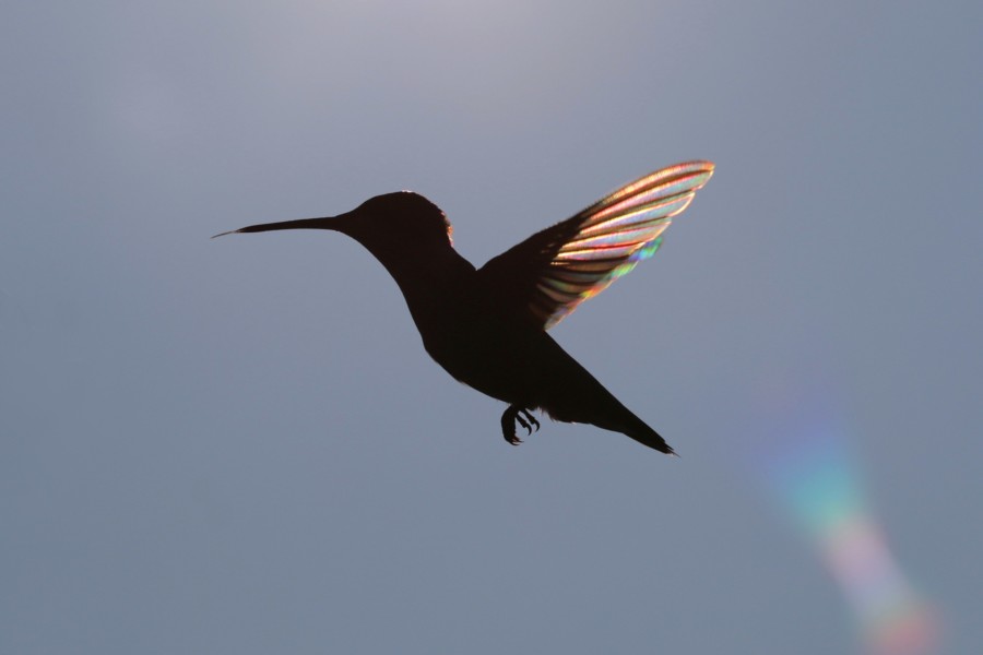 A hummingbird in almost complete silhouette mid-flight reveals rainbow sunlight through transparent wings.